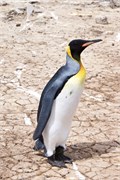 24_Penguins-Susan