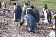 30_Penguins-Susan