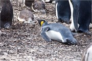 31_Penguins-Susan