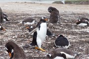 32_Penguins-Susan