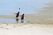 34_Penguins-Susan