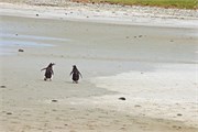 35_Penguins-Susan