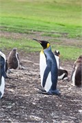 39_Penguins-Susan