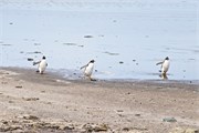 40_Penguins-Susan
