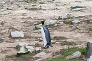 41_Penguins-Susan