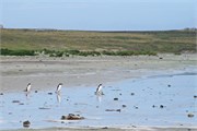 43_Penguins-Susan