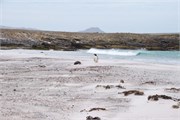 44_Penguins-Susan