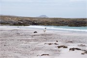 45_Penguins-Susan