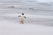 48_Penguins-Susan