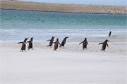 50_Penguins-Susan