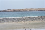 31-HughsPenguinPix