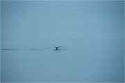 82_WilhelminaBay