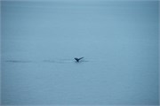 83_WilhelminaBay