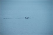 84_WilhelminaBay