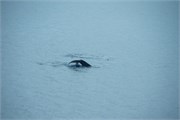 85_WilhelminaBay