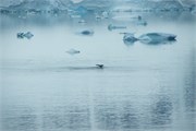 33_ParadiseHarbor