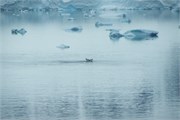 34_ParadiseHarbor
