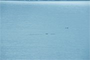 05_DallmanBayOrcas