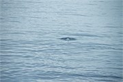 06_DallmanBayOrcas