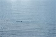 07_DallmanBayOrcas