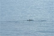09_DallmanBayOrcas