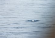 10_DallmanBayOrcas