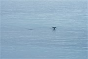 16_DallmanBayHumpbacks
