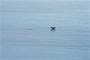 17_DallmanBayHumpbacks