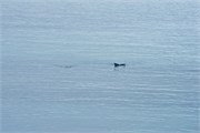 18_DallmanBayHumpbacks