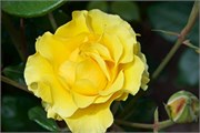 53_PuertoMott