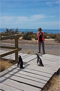 012_02-Magellanic_PenguinsH