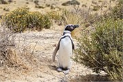 014_10-Magellanic_PenguinsS