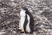 033_06_Penguins-Susan