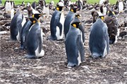 035_13_Penguins-Susan