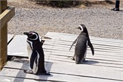 003_02-Magellanic_PenguinsS