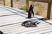 005_04-Magellanic_PenguinsS