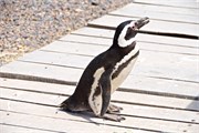 006_05-Magellanic_PenguinsS