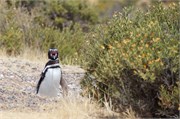 008_08-Magellanic_PenguinsS