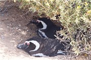012_03-Magellanic_PenguinsH