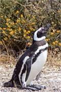 014_11-Magellanic_PenguinsS