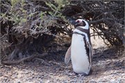 015_12-Magellanic_PenguinsS