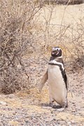 019_06-Magellanic_PenguinsH