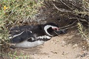 021_07-Magellanic_PenguinsH