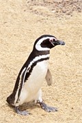 023_16-Magellanic_PenguinsS