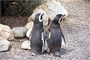 025_18-Magellanic_PenguinsS