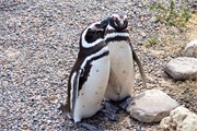 028_20-Magellanic_PenguinsS