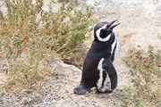 033_22-Magellanic_PenguinsS