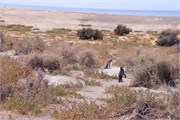 036_24-Magellanic_PenguinsS