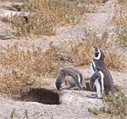 039_15-Magellanic_PenguinsH