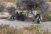 040_16-Magellanic_PenguinsH